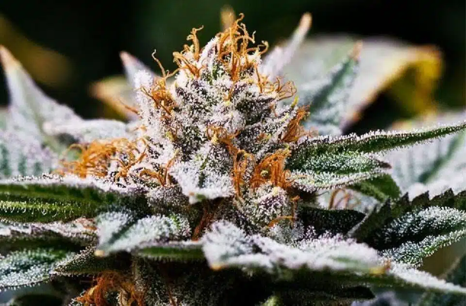 Why Dutch Treat Is A Good Indoor Strain