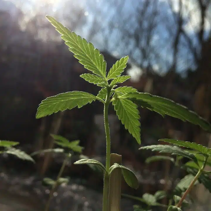 Differences Between Indoor Vs Outdoor Weed Growing