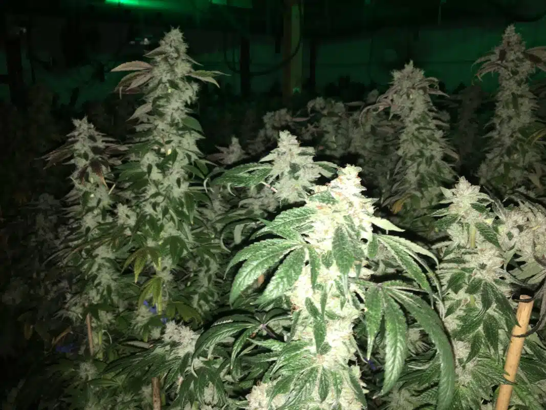 Cbd Cannabis Strains Compared To Thc Strains