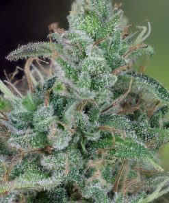 CBD Ratio 1:30 Feminized Marijuana Seeds | CBD Ratio Strain