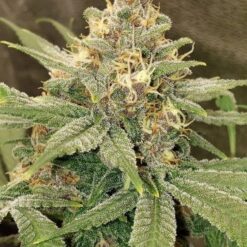 3 Kings Feminized Marijuana Seeds - The Seed Pharm