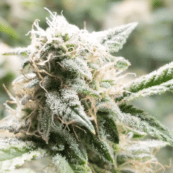 5th Element Feminized Marijuana Seeds - The Seed Pharm