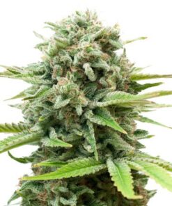 AK Auto Flowering Feminized Cannabis Seeds