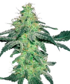 Amnesia Feminized Cannabis Seeds