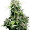 Close-up of a mature cannabis plant grown from Bubble Gum Auto-Flowering Feminized Marijuana Seeds. A quality harvest, ready for curing and consumption.