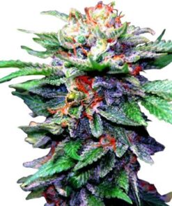 CBD Blueberry Medical Feminized Cannabis Seeds