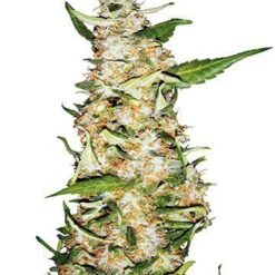 CBD Critical Mango Medical Feminized Cannabis Seeds 2