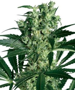 CBD Critical Mass Medical Feminized Cannabis Seeds