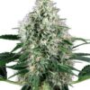 Close-up of a mature cannabis bud from a Shark Medical Strain CBD Seeds plant. High-quality, low THC medical cannabis seeds.