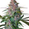 Image of a vibrant Critical Purple Autoflower plant, showcasing its distinctive purple buds and green leaves. Perfect genetics for Critical Purple Autoflower Seeds.
