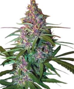 Critical Purple Auto Flowering Feminized Cannabis  10Fe5Ea88998Dd45A0B0C8D143C4E657