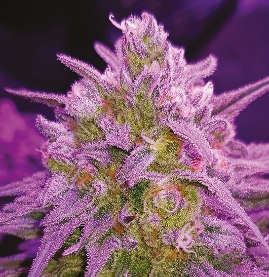 Critical Purple Strain Feminized Seeds | The Seed Pharm