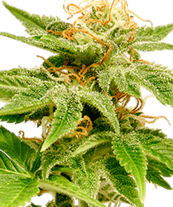 Ewok Feminized Cannabis Seed