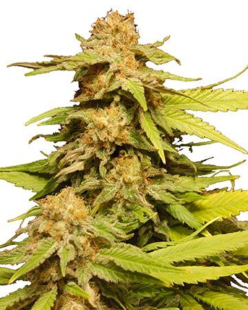 Grape Ape Feminized Cannabis Seeds 2