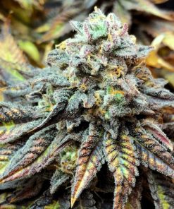 CBD Harlequin 1 to 18 Feminized Marijuana Seeds | CBD Harlequin Strain