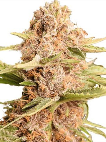 Mendocino Purps Feminized Cannabis Seeds On Sale
