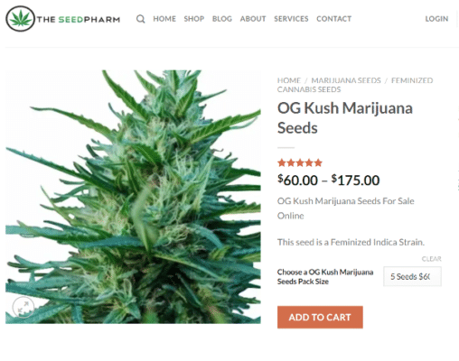 Hydroponic vs Soil: Best Way to Grow Marijuana