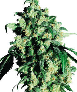 Order Berry White Feminized Cannabis Seeds