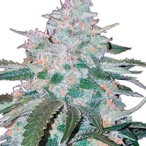 Close-up of a mature Pineapple Express Strain Feminized Seeds cannabis bud. View high-quality cannabis strain, ready for harvest.