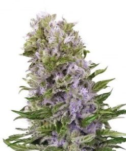 Purple Haze Feminized Cannabis Seeds 2