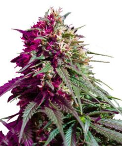 Purple Kush Feminized Cannabis Seeds 2