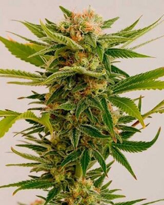 Close-Up Of A Thriving Cannabis Plant Showcasing The Premium Quality Of Our Sour Diesel Strain Feminized Seeds. Expect Robust Growth And Potent Yields.