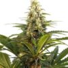 Strawberry Cough Feminized Cannabis Seeds 2