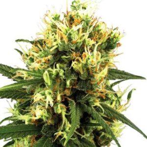 Close-Up Of A Mature Bud Showcasing The Quality Of Tangerine Dream Strain Autoflower Seeds. Perfect For Growers Seeking Vibrant, Citrusy Flavors And Easy Cultivation. Order Now!