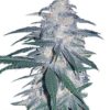 XJ 13 Feminized Cannabis Seeds on sale