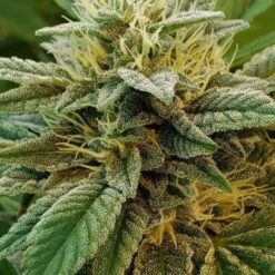 A-Train Feminized Marijuana seeds