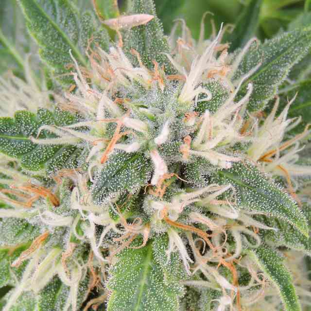 Amnesia Lemon Strain Regular Seeds | The Seed Pharm