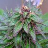 Anesthesia Feminized Marijuana Seeds