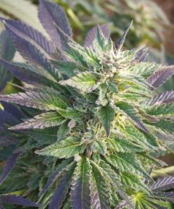 CBD Blueberry 1 to 16 Feminized Marijuana Seeds | CBD Blueberry Strain