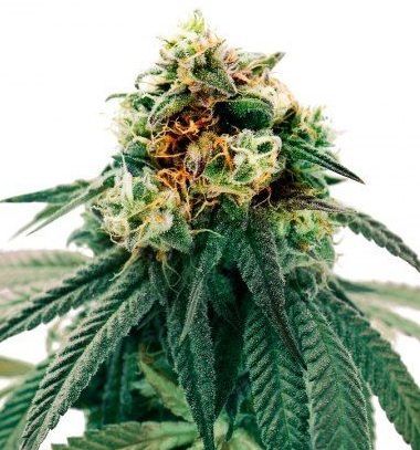 Chem Valley Kush Feminized Marijuana Seeds | Chem Valley Strain