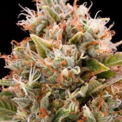 CBD Chemdog #4 Feminized Marijuana Seeds | CBD Chemdog Strain