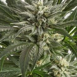 Critical Blue Feminized Marijuana Seeds | Critical Blue Strain