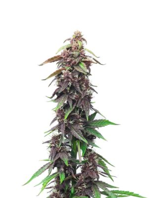 Close-Up Of A Mature Death Star Strain Feminized Seeds Plant With Vibrant Purple Buds And Green Leaves. Premium Cannabis Genetics For Connoisseurs And Growers.