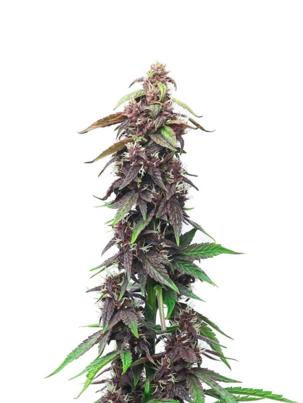 Close-Up Of A Mature Death Star Strain Feminized Seeds Plant With Vibrant Purple Buds And Green Leaves. Premium Cannabis Genetics For Connoisseurs And Growers.