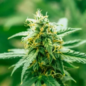 Close-up image of a vibrant green cannabis bud, highlighting the quality genetics of Harlequin Strain Feminized Seeds. Perfect for cultivation and premium yields.
