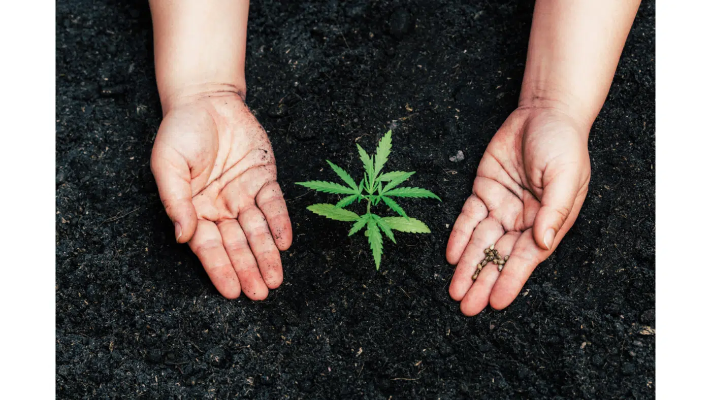 How To Grow Marijuana Seeds