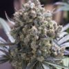 Humboldt Feminized Marijuana Seeds | Humboldt Strain