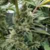 CBD Mexican Gold 1 to 1 Feminized Marijuana Seeds | CBD Mexican Gold