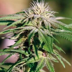 Northern Critical Feminized Marijuana Seeds | Northern Critical Strain