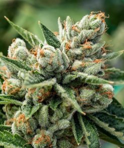 CBD OG Kush 1 to 15 Feminized Marijuana Seeds | CBD OG Kush Strain