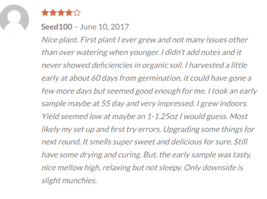 Where to Buy Marijuana Seeds