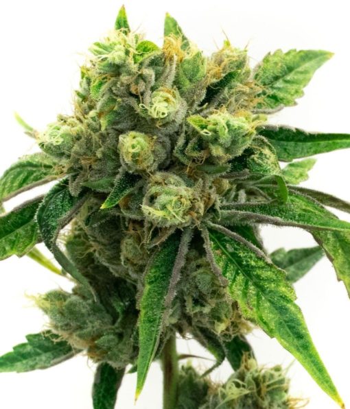 Snow Ripper Feminized Marijuana Seeds | Snow Ripper Strain