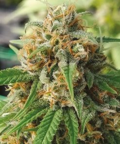 CBD Strawberry 1 to 15 Feminized Marijuana Seeds | CBD Strawberry