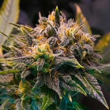 Strawberry Cough Seeds | Strawberry Cough Strain Feminized