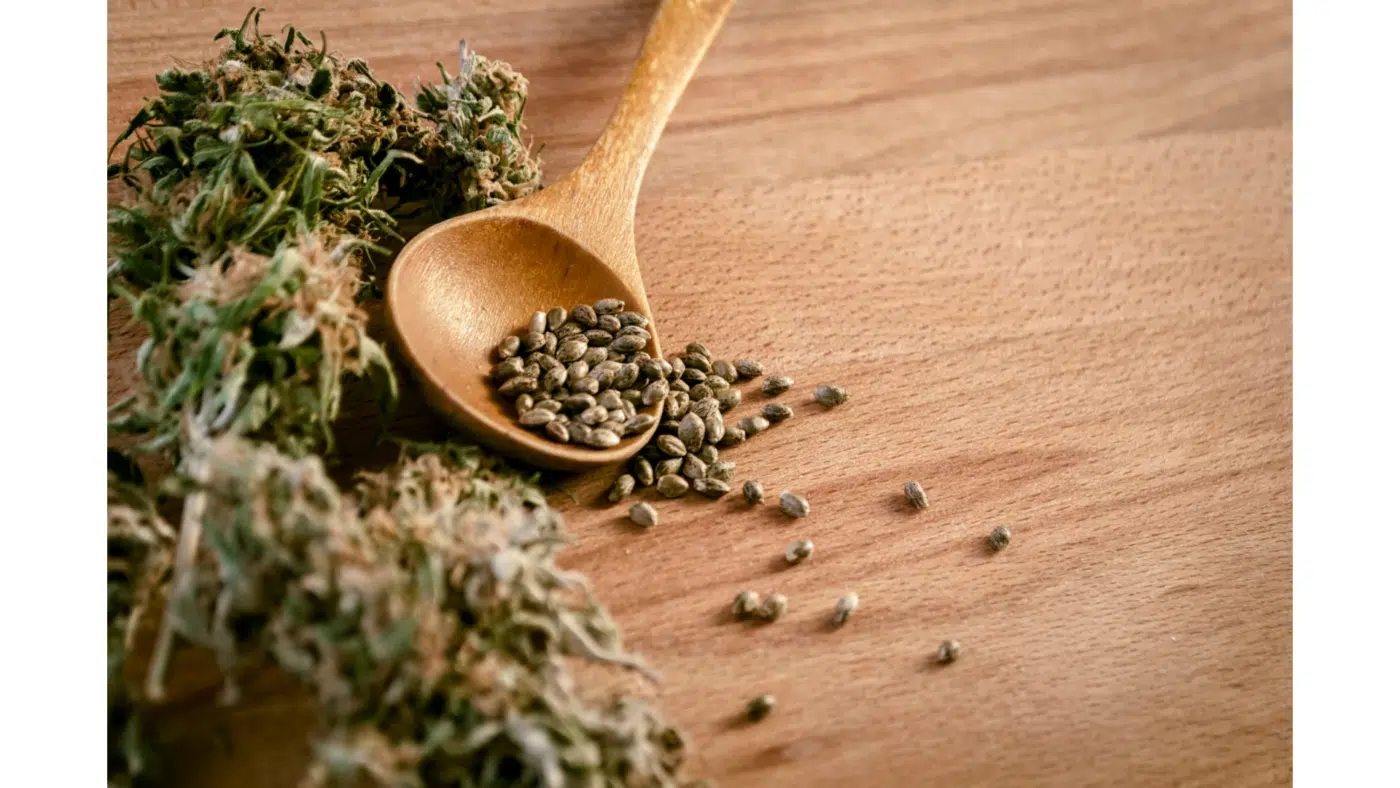 Where To Buy Marijuana Seeds Where To Buy Marijuana Seeds