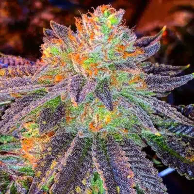 Zkittlez Autoflower Seeds